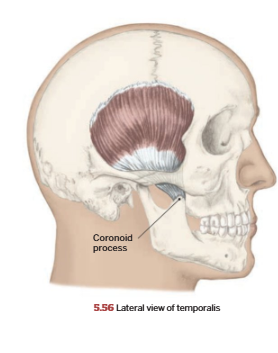 <p>Temporalis</p>