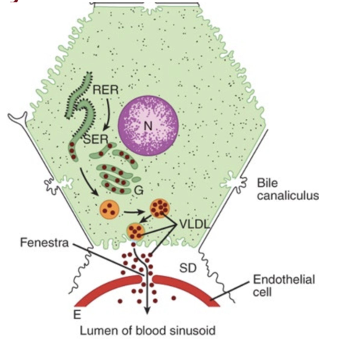 <p>In the liver (hepatocytes)</p>