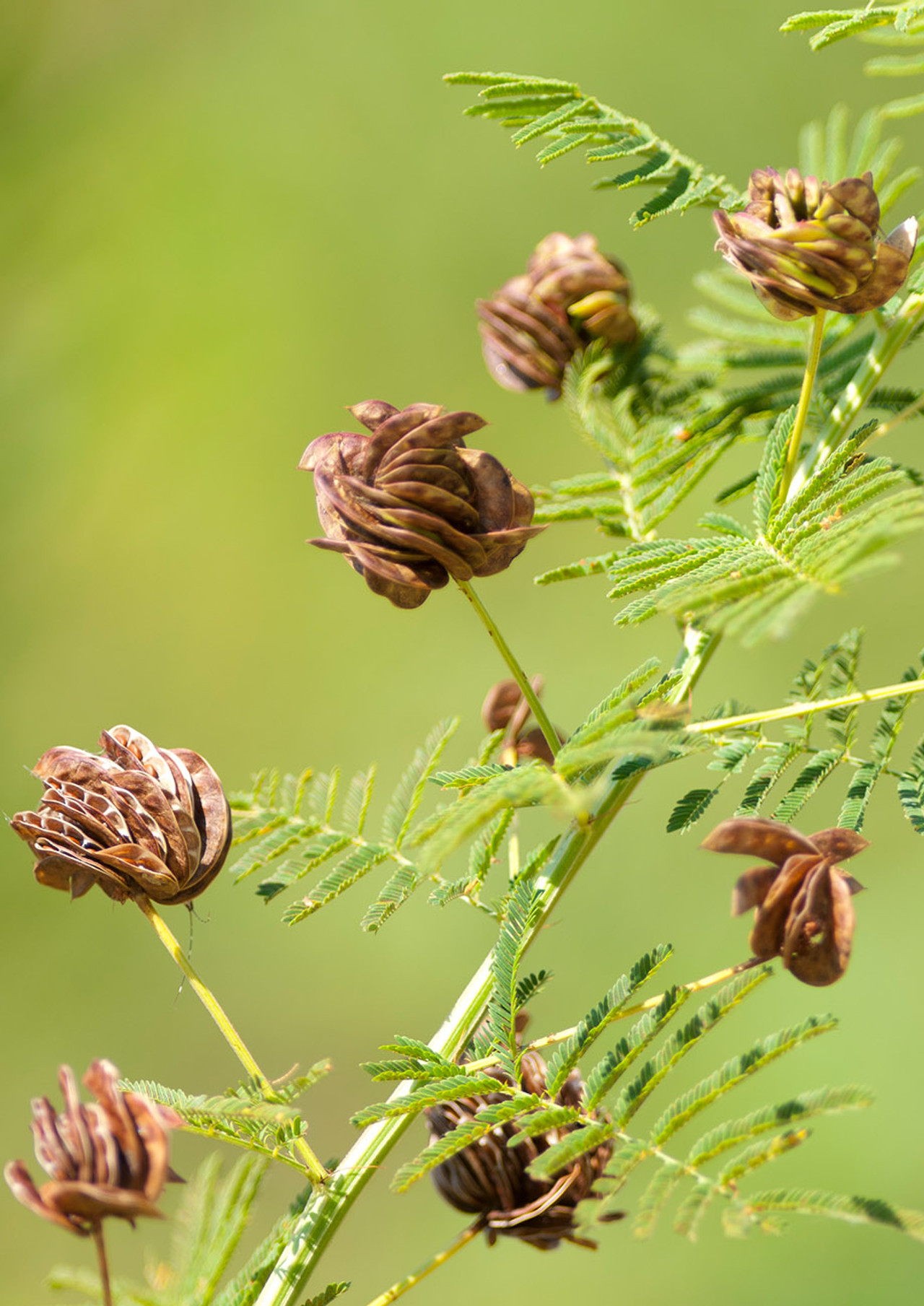 <p>Desmanthus Illinoensis</p>