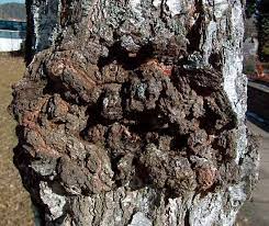 <p><span>&nbsp;Disease causing sunken, dead areas on stems, branches, or trunks, often with oozing sap.</span></p>