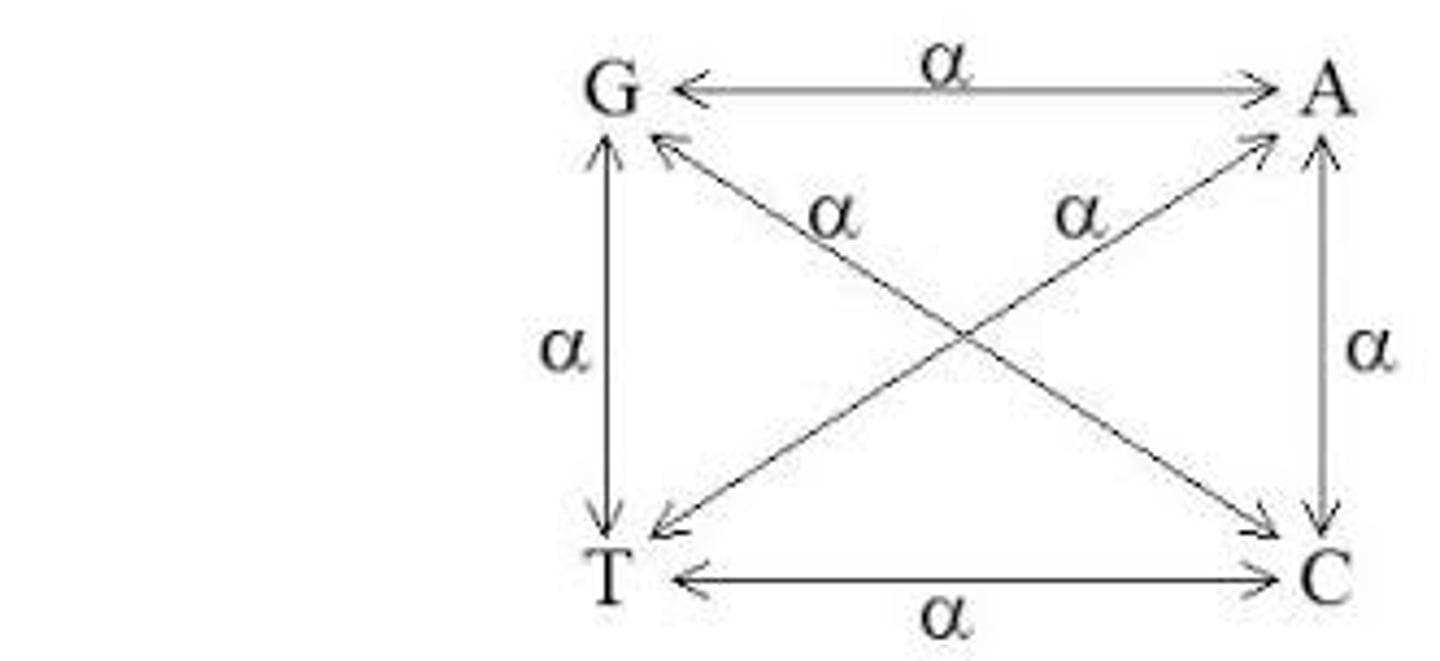 <p>• Nucleotide sequences are equal (25% each nt).</p><p>• Four ways a nt could mutate. (Three substitutions+ Reversion) Equally likely.</p><p>• Discrete probability distribution. (tells you probability of events occurring)</p><p>• Models random events occurring over time</p><p>• The potential for mutation over t time steps is: 𝜆 = 4𝜇t</p><p>• t: elapsed time, aka branch length, 𝜇: = mutation rate, 𝜆 is event rate.</p>