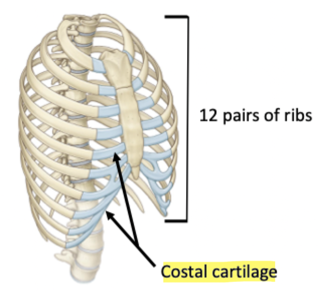 <ul><li><p>Most ribs articulate with sternum via costal cartilage</p></li><li><p>Contributes to the elasticity of the thoracic cage</p></li></ul>