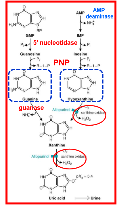 <p>contains 2 molybdenum atoms</p><p></p><p><mark data-color="purple" style="background-color: purple; color: inherit;">oxidase is responsible for oxidative damage to tissues during reperfusion</mark></p>