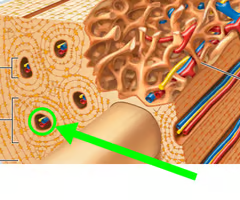 <p>contains blood vessels and nerves</p>