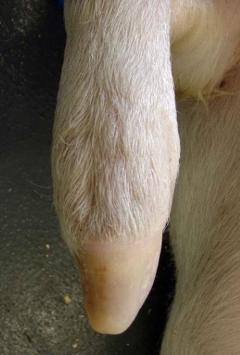 <p>Distal hindlimb for support and locomotion — Foot—includes ankle and digits </p>