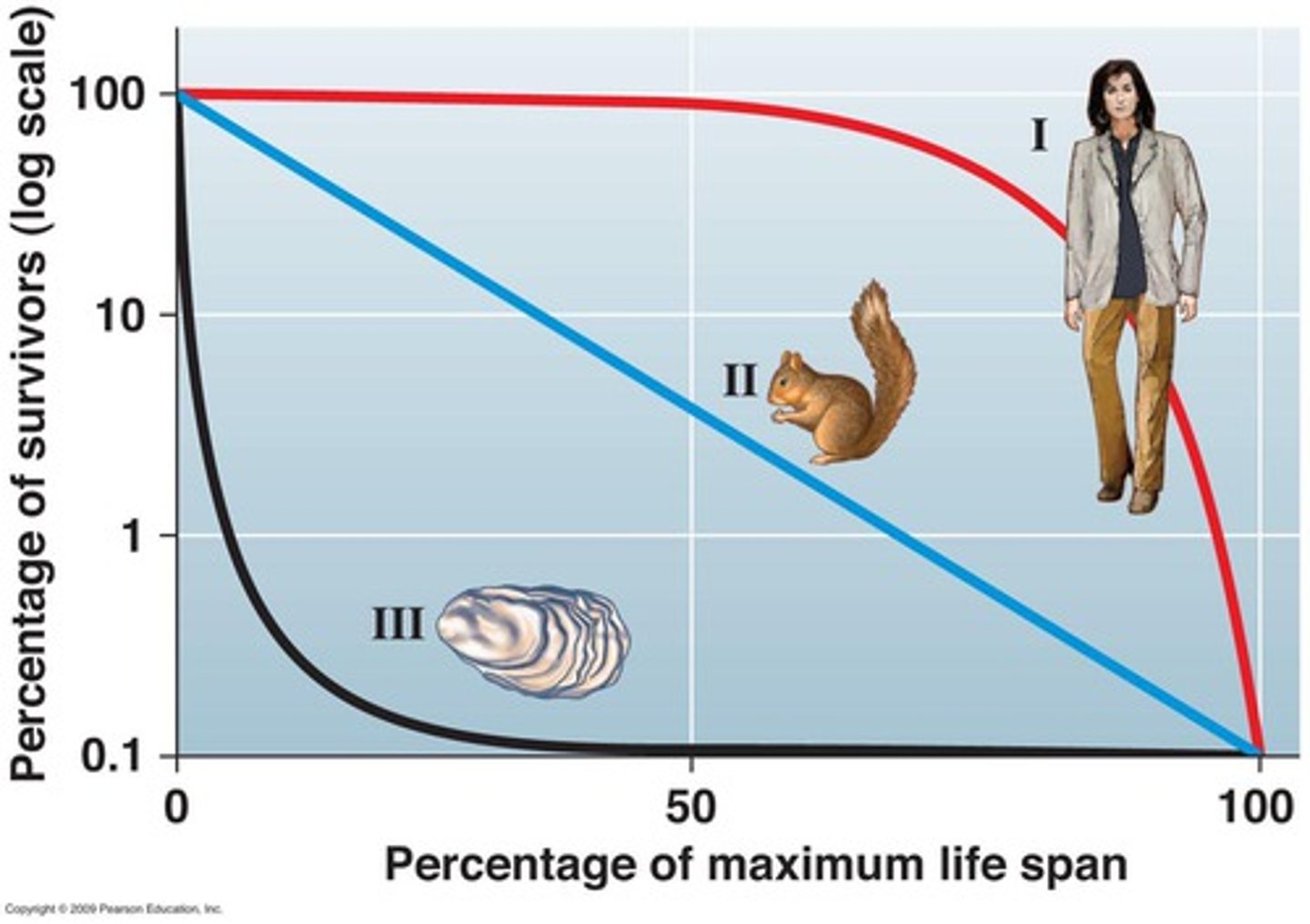 <p>probability of death is equally likely in all age groups ex. song birds</p>