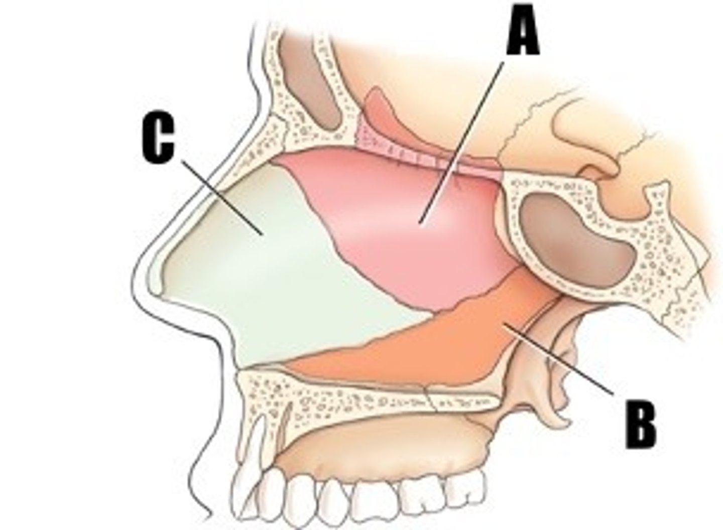 <p>what part of bone is A</p>