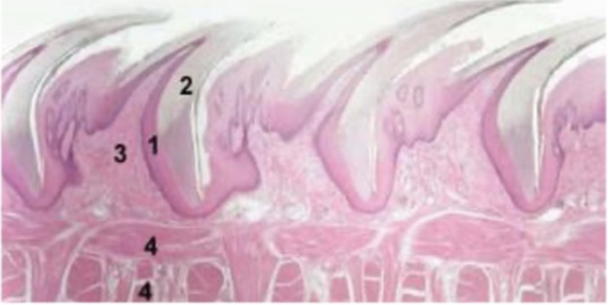 <p><strong><u>Epithelium:</u> </strong><span style="color: purple"><strong>Keratinized stratified squamous </strong></span></p><p><strong><u>Lamina propria:</u> </strong><span style="color: purple"><strong>Narrow connective tissue core </strong></span>that supports<strong> </strong><span style="color: purple"><strong>slender projections</strong></span></p><p><strong><u>Taste buds:</u> </strong><span style="color: purple"><strong>Absent</strong></span><strong> </strong>because it has<span style="color: purple"> <strong>mechanical function</strong></span></p><p><strong><u>Numerous in:</u> </strong><span style="color: purple"><strong>Ruminants</strong></span><strong> </strong>and <span style="color: purple"><strong>cats</strong></span><strong> </strong>for drinking <span style="color: purple"><strong>milk/water </strong></span></p><p></p>