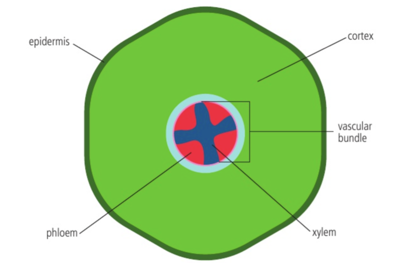 <ul><li><p><strong>Vascular bundle</strong></p><p><span>Contains xylem (inside), phloem (outside), and cambium tissue</span></p><p><span style="color: blue">Function: Arranged in centre → Structural support; Withstand stretching roots</span></p></li><li><p><strong>Xylem</strong></p><p><span style="color: blue">Function: Water and minerals transportation</span></p></li><li><p><strong>Phloem</strong></p><p><span style="color: blue">Function: Carbohydrate transportation</span></p></li><li><p><strong>Cortex</strong></p><p>Cylinder of tissue around stem; Has cells with <strong>secondary thickening</strong> in cell walls</p><p><span style="color: blue">Function: Storage of reserve food</span></p></li><li><p><strong>Epidermis</strong></p><p>Surface of stem made of cell layers; Embedded with stomata</p><p><span style="color: blue">Function: has root hairs → Increased SA for substance exchange</span></p></li></ul><p></p>