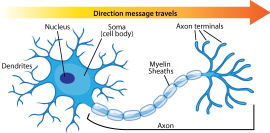 <p>The root system of the neuron, where all the neurotransmitters are housed and sent out of, and <span style="font-size: 1.6rem">vesicles are the sacks that hold the neurotransmitters.</span></p>