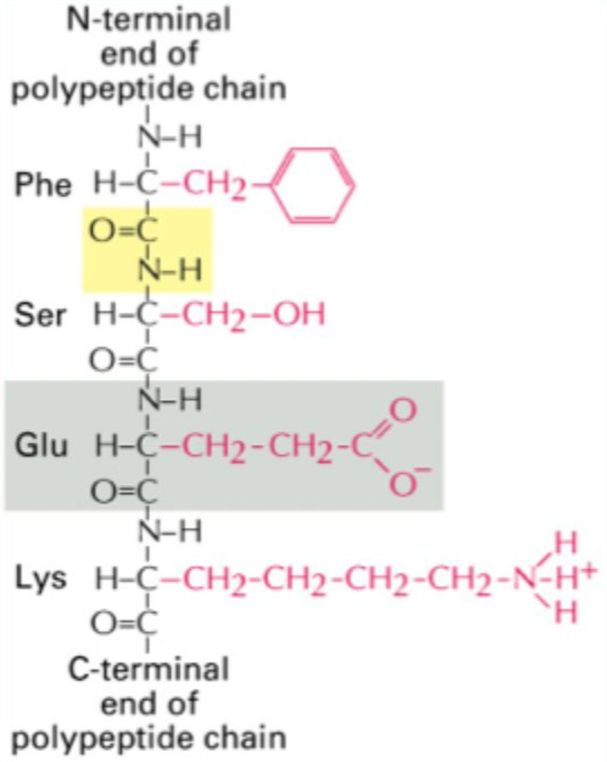 <p>Amino acids <strong>after incorporation into a peptide</strong>.</p>