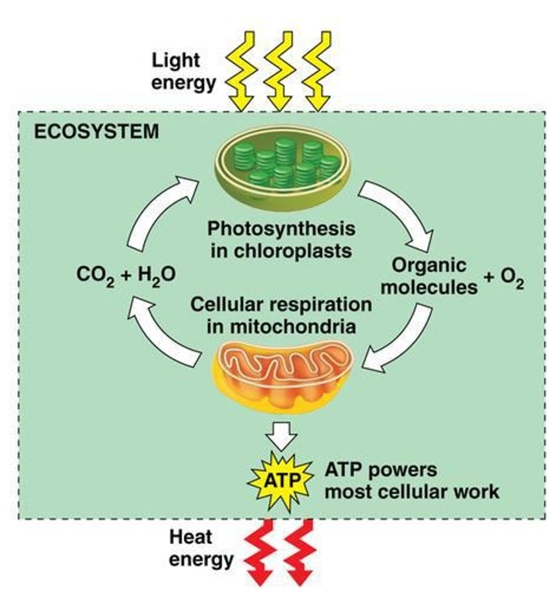 <p>Energy flows into an ecosystem as sunlight and leaves as heat.</p>