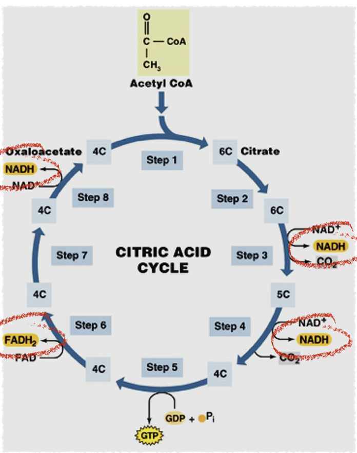 <ul><li><p>8 reactions</p></li></ul><ol><li><p>starts with <span style="font-family: &quot;Open Sans&quot;;">Acetyl CoA; acetyl group is oxidized to two CO<sub>2</sub></span> </p></li><li><p>oxaloacetate is regenerated in the last step</p></li><li><p>lots of NADH is made throughout</p></li><li><p>the organic molecules are oxidized and NAD+ is reduced</p></li></ol><p></p>