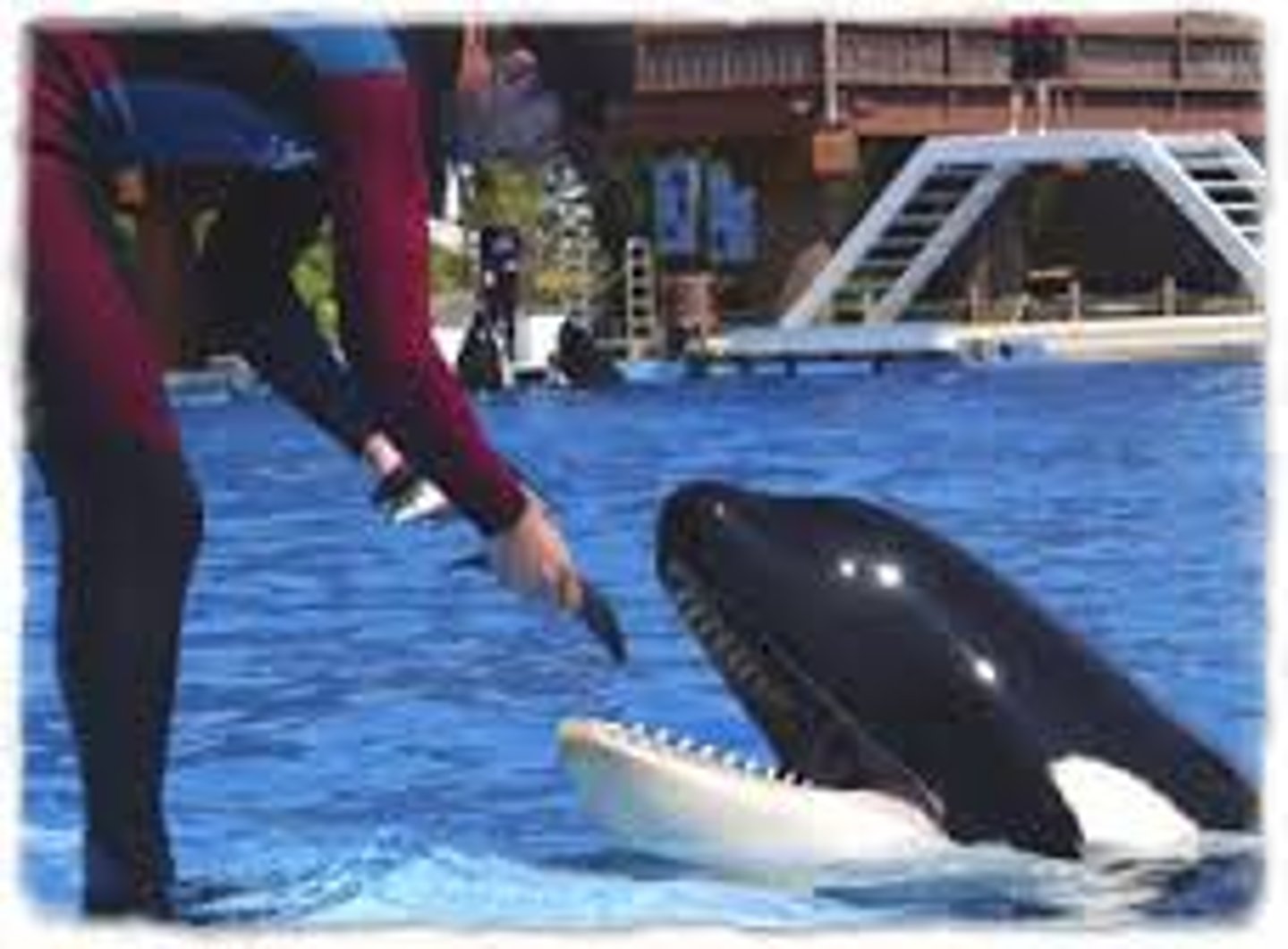 <p>An innately reinforcing stimulus, such as one that satisfies a biological need. For example, food or water.</p>