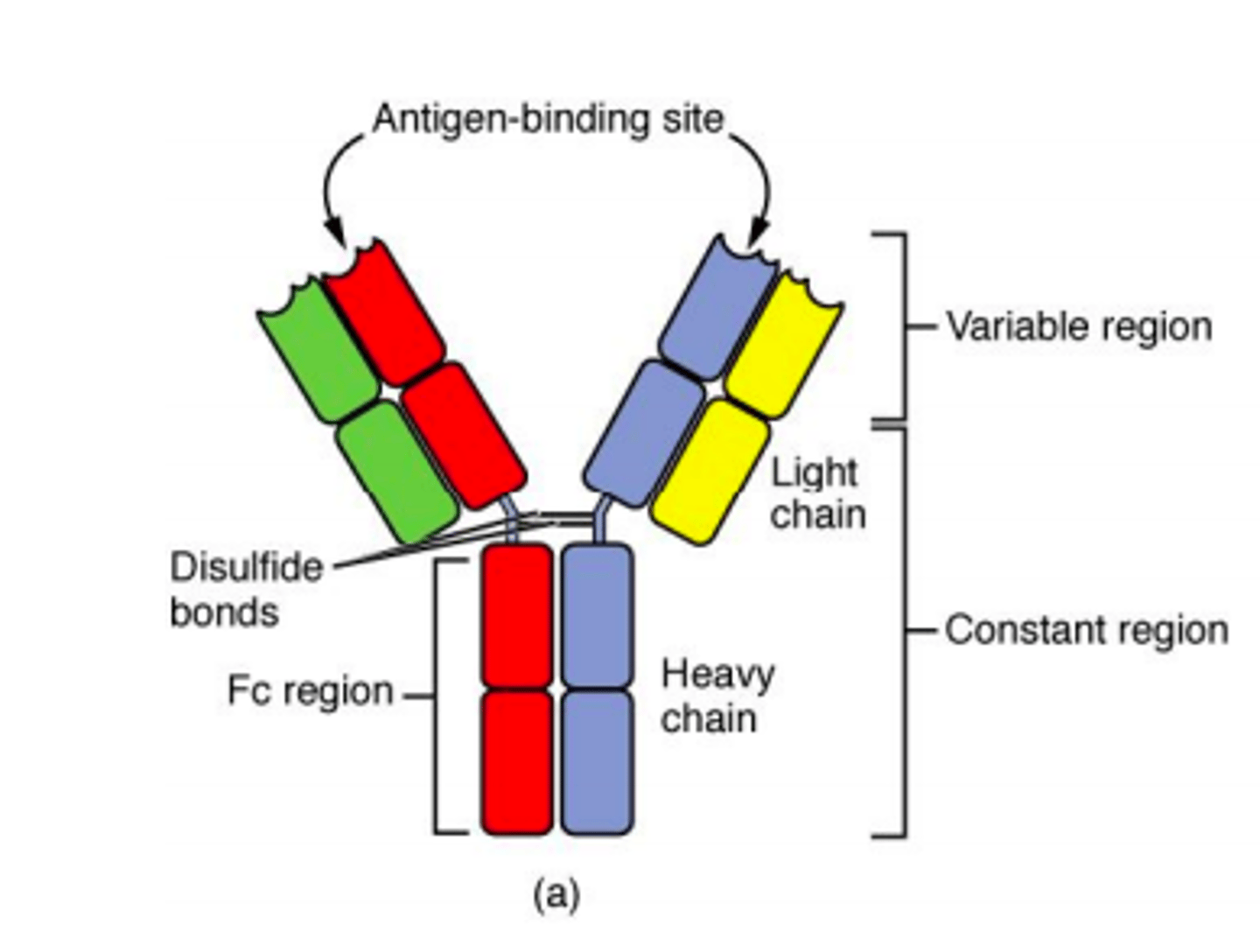 <p>Antibodies are glycoproteins that are essential in the immune system. They are synthesized by the B-lymphocytes. Antibodies will bind with high affinity to an invasive molecule.</p>