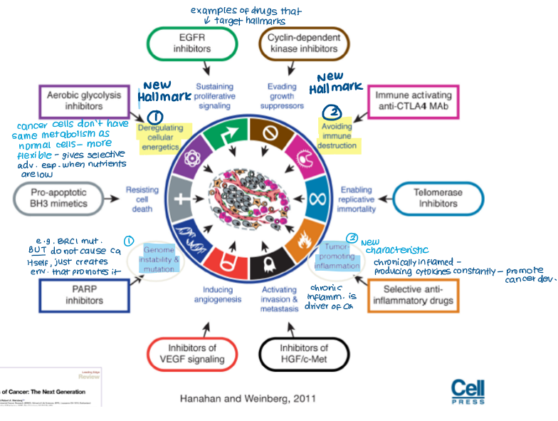 <ul><li><p>Genome instability and mutation</p></li><li><p>Tumour-producing inflammation</p></li></ul><p></p>