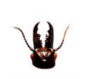 <p>Identify this insect + what its mouthparts are specialized for</p>