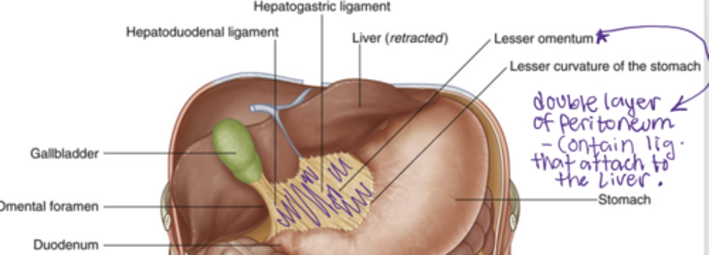 <p>hepatogastric ligament and hepatoduodenal ligament</p>
