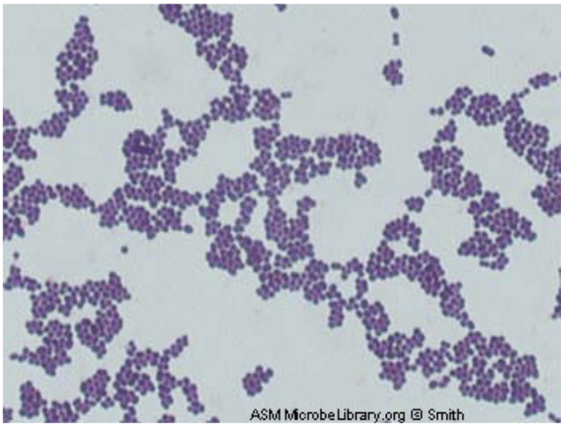 gram positive coccus