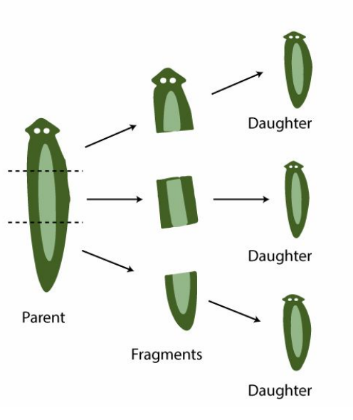 <p><strong>Asexual reproductio</strong>n where body parts regenerate.</p><ul><li><p>examples: Annelid worms , Starfish, Corals, Sponges</p></li></ul><ul><li><p>through mitosis</p></li></ul><p></p>