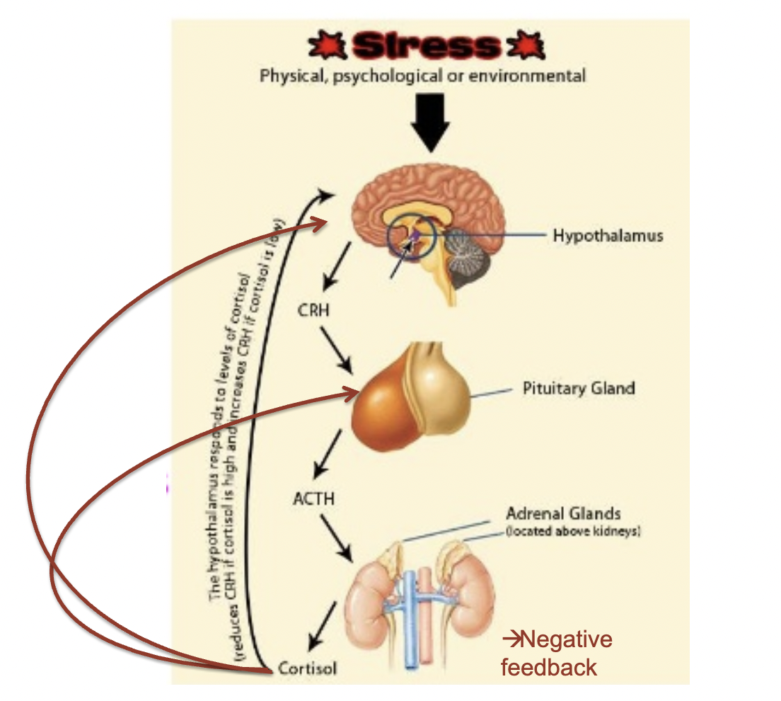 <p>stress → hypothalamus → CRH → pituitary gland → ACTH → adrenal gland → cortisol → neg feedback </p><ul><li><p>Cortisol increases metabolism, vasoconstriction, anti inflammation, regulate blood glucose</p></li><li><p>catecholamines = also secreted from adrenal glands but as a neurologic response to receptive organs (can also have neg feedback on system)</p></li><li><p>CRH = corticotrophin releasing hormone</p></li><li><p>ACTH = adrenocorticotropic hormone </p></li></ul><p></p>