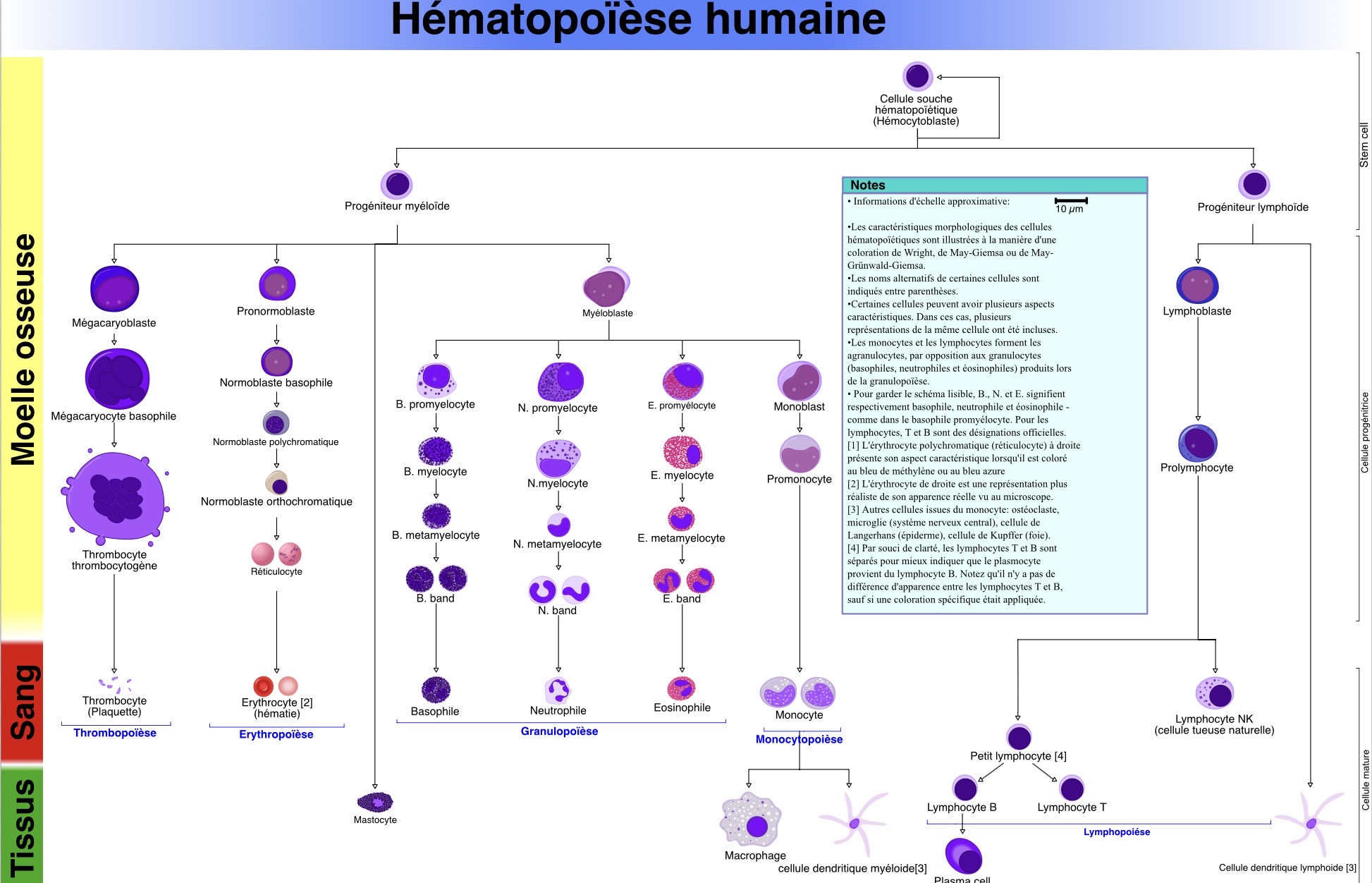 <p><span>Chez l’adulte, les CSH sont surtout <strong>quiescentes</strong> :</span></p><ul><li><p><span>elles se divisent peu</span></p></li><li><p><span>elles sont maintenues dans une niche spécialisée.</span></p></li></ul><p></p>