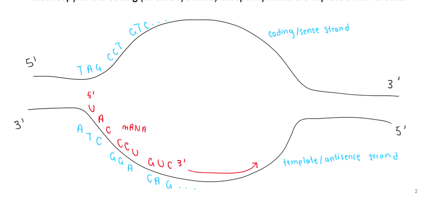 knowt flashcard image