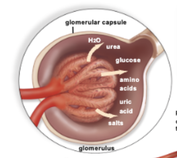 <p>C. Bowman’s capsule</p><ul><li><p>Filtration occurs at the interface of the <strong>glomerular capillaries</strong> and <strong>Bowman’s capsule</strong>. Small molecules like water, ions, and glucose pass into the nephron to form filtrate.</p></li></ul><p></p>