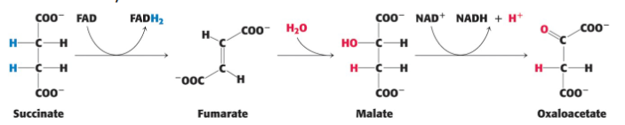 <p>DEFINE: Step 6-8</p>