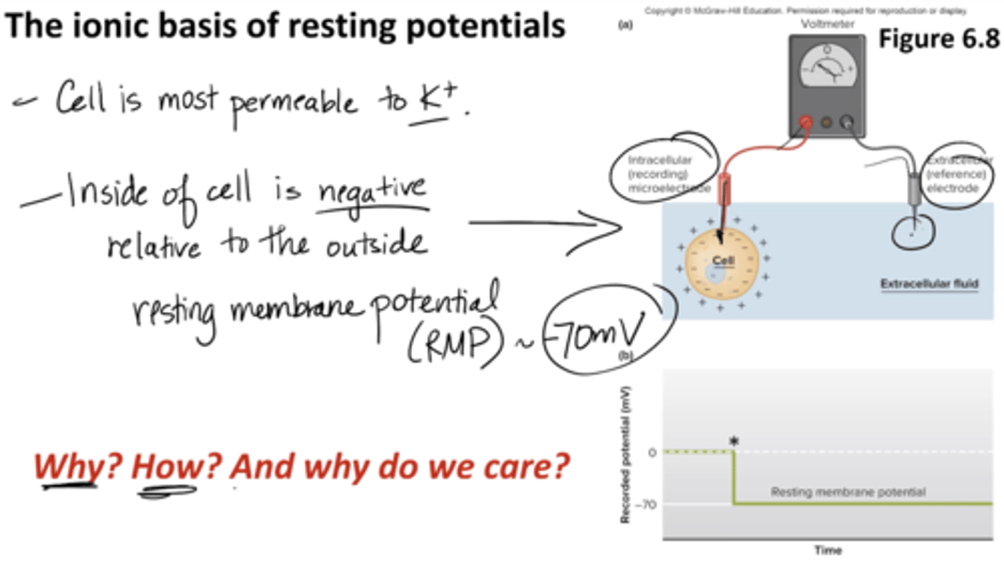 <p>1. Cell is most permeable to potassium (K+)</p><p>2. Inside of cell is negative, relative to outside resting membrane potential (RMP –70mV)</p><p>- extracellular fluid has a lot of sodium but the cell is most permeable to potassium and it's negative </p>
