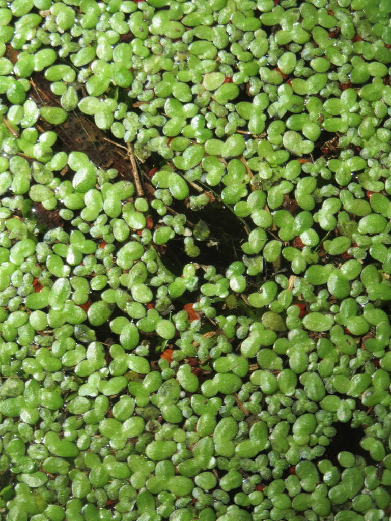 <p>Duckweed</p>