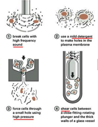 
1. break cell apart with **high frequency sound**
2. use **mild detergent** to make holes in plasma membrane
3. force cells through small hole using **high pressure**
4. **shear** cells between a close-fitting rotating plunger and the thick walls of a glass vessel
