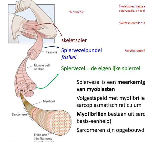 <ol><li><p>skeletspier bestaat uit meerdere spiervezelbundels (fasikels)</p></li><li><p>spiervezelbundel bestaat uit meerdere spiervezels</p></li><li><p>spiervezel = meerkernige cel ontstaan uit fusie van myoblasten (eigenlijke cel)</p></li><li><p>spiervezel: volgestapeld met myofibrillen</p></li><li><p>myofibrillen: bestaan uit sarcomeren (contractiele basiseenheid)</p></li><li><p>sarcomeren zijn opgebouwd uit myofilamenten</p></li></ol><p></p>