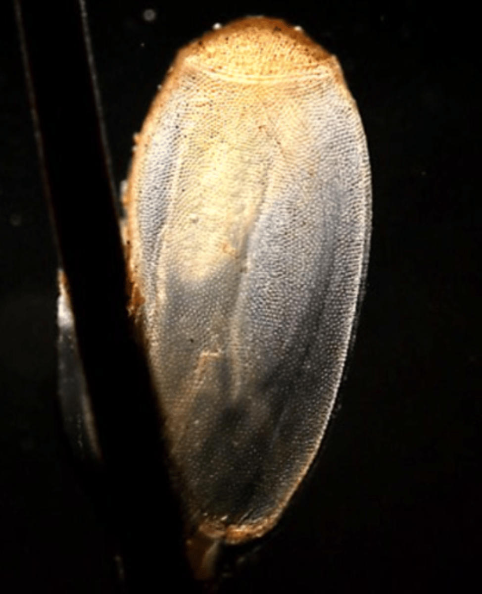 <p>- Lice are host specific -&gt; commonly introduced to a herd with purchased infested stock;</p><p>- Boars and sows are sources of infestation</p><p>- Transmission: usually by direct contact</p><p>- Larger populations can develop on young animals and</p><p>animals with deficient diets &amp; management</p><p>- Populations of lice are generally larger during the cold season</p>