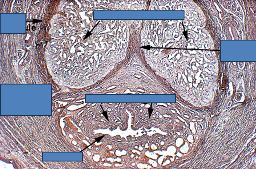 <p>Identify this structure</p>