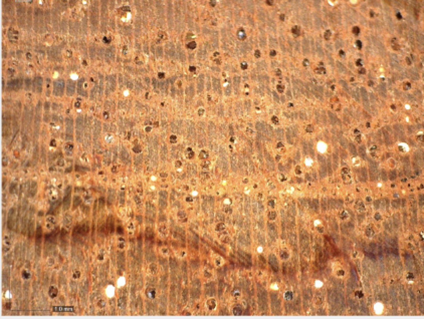 <p>Smaller sized pores, mostly in solitary; whitish deposits; aliform and aliform confluent parenchyma; mod. broad wood rays</p>