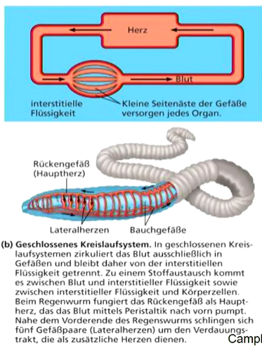 Blut strömt immer in Gefäßen, Stoffaustausch zwischen feinsten Gefäßen und Gewebeflüssigkeit, von dort Aufnahme in Zellen der Organe. 

zum Beispiel: Annelida, Vertebrata