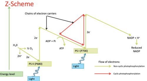 cyclic - photosystem I, needs light energy, ADP & Pi, and produces ATP

non-cyclic - photosystems I & II, needs light energy, water, NADP+, ADP & Pi, and produces ATP, NADPH, O₂