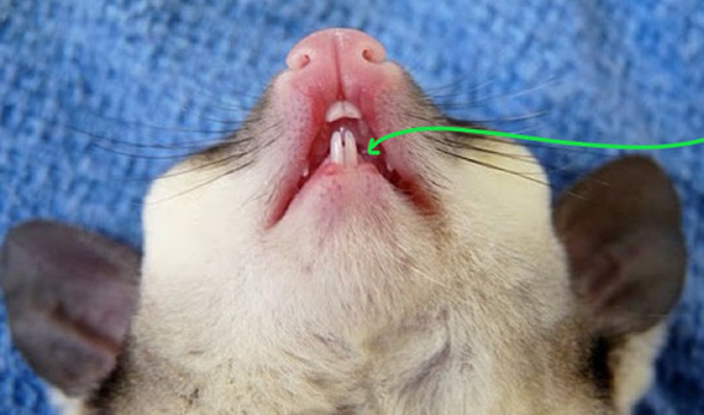 <p>T/F: this sugar glider's teeth are way too long and need trimmed</p>