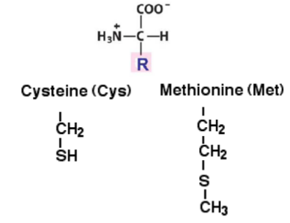<p>Cysteine[CYS] Methionine[MET] </p>