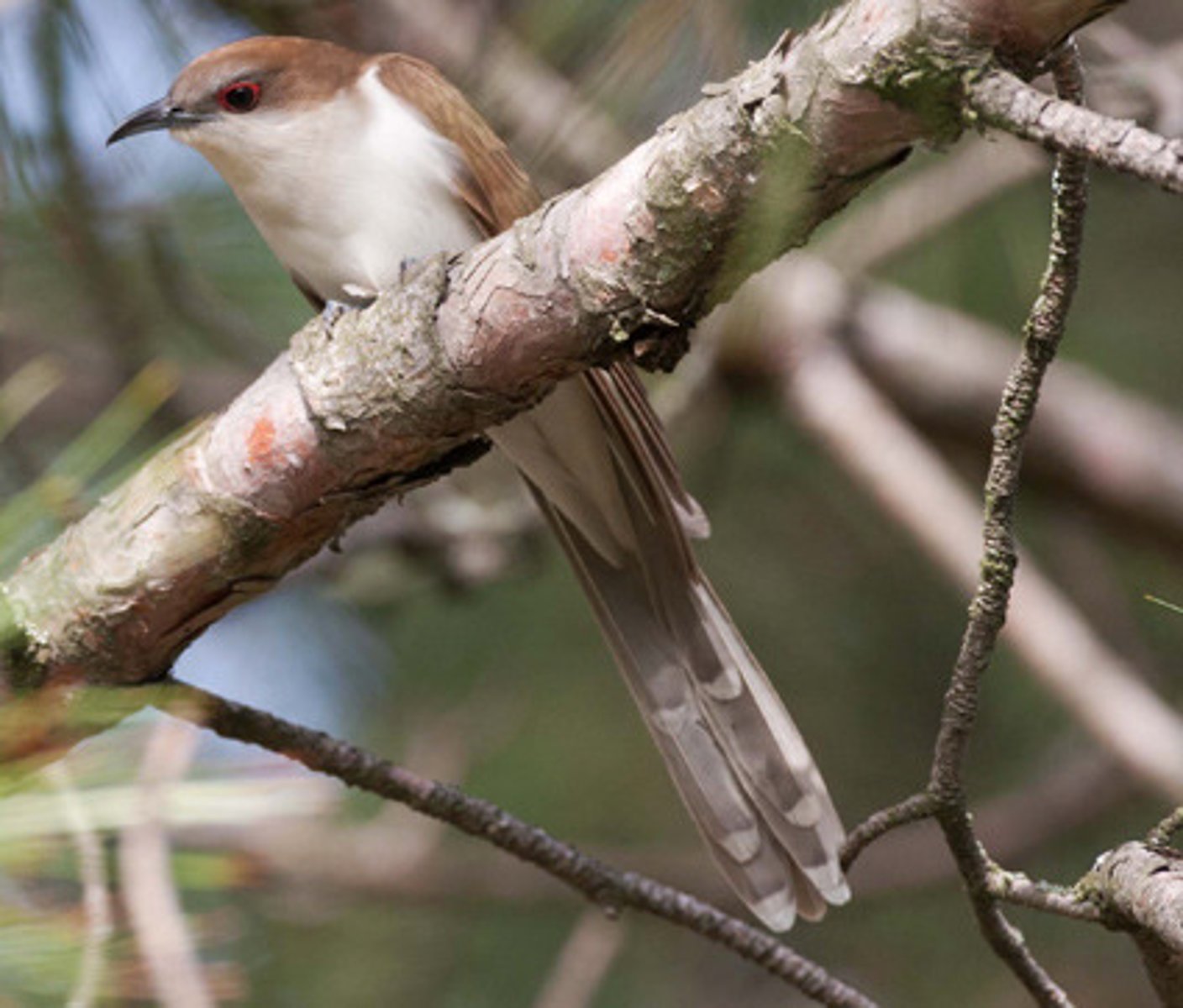 <p>Cuculiformes</p><p>Cuculidae</p>