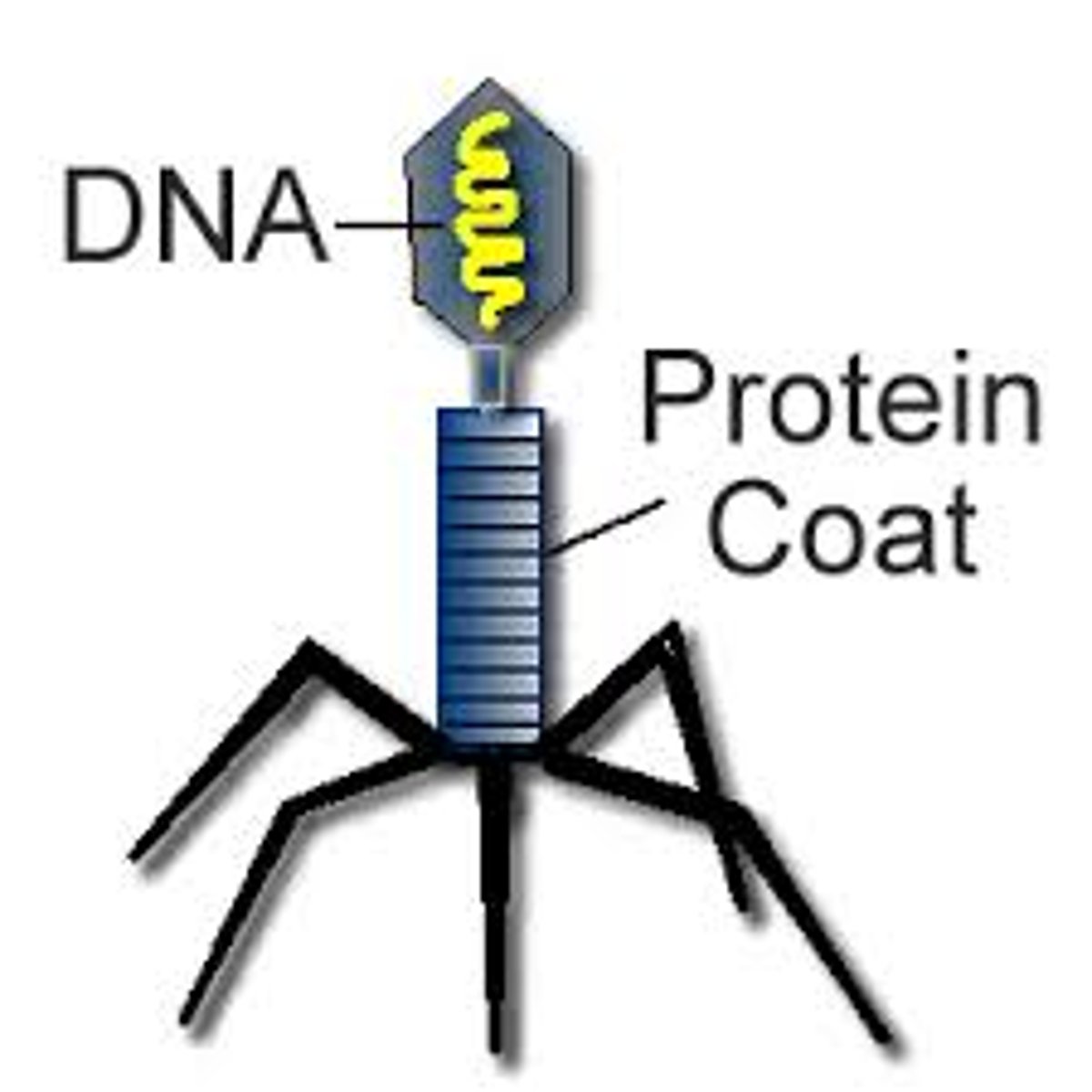 <p>tiny, non-living particles made of genetic material (DNA/RNA) that can't reproduce independently</p>
