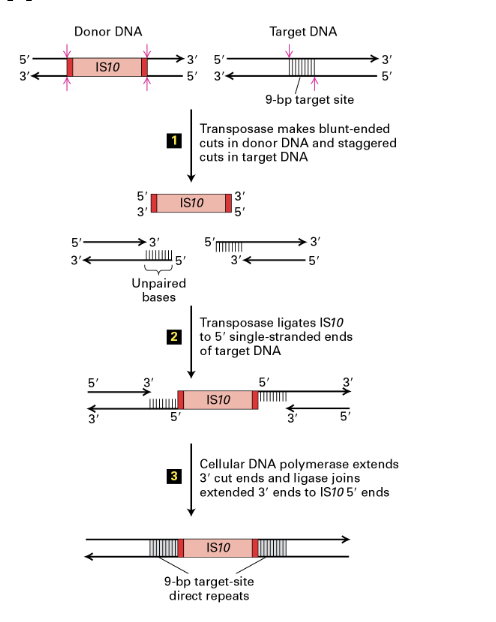 <ul><li><p><strong>DNA transposases </strong>inserted through cut-and-paste mechanism</p></li></ul><p>(1) </p><ul><li><p>Transposase makes <strong>blunt ended cuts in donor DNA</strong> </p></li><li><p>and <strong>staggered cuts in taget DNA&nbsp;</strong></p></li></ul><p>(2)</p><ul><li><p>transposase ligates <strong>IS10</strong> to <strong>5’ single stranded ends of target DNA</strong></p></li></ul><p>(3)</p><ul><li><p>cellular <strong>DNA polymerase</strong> <em>extends 3’ cut ends</em> and <strong>ligase</strong><em> joins </em><strong><em>extended 3’</em></strong><em> ends to </em><strong><em>IS10 5’ </em></strong><em>ends</em></p></li></ul><p></p><ul><li><p>ligating the blunt-end transposon sequence in the staggered-ended recipient seaquence reslts in a short duplication of DNA (9bp)</p></li></ul><p></p>