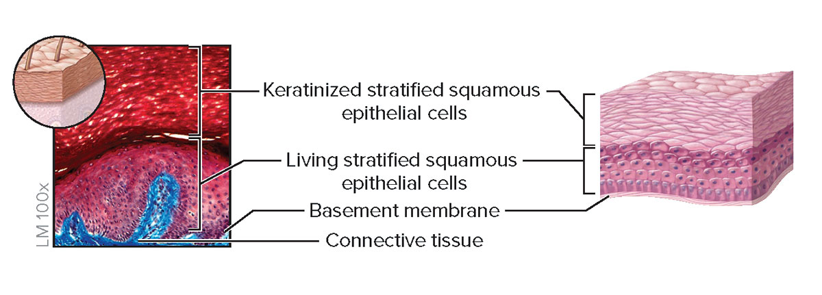 <p><strong>Structure</strong></p><p>Multiple cell layers; basal cells are cuboidal or polyhedral, whereas apical cells are squamous; apical cells are dead and filled with the protein keratin</p><p><strong>Function</strong></p><p>Protection of underlying tissue from abrasion</p><p><strong>Location</strong></p><p>Epidermis of skin</p>