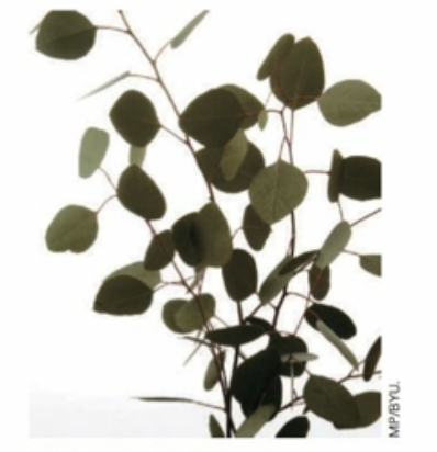 eucalyptus - eucalyptus