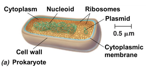 <p>De fleste prokaryote celler har en <strong>cellevegg </strong>som gir strukturell støtte og beskyttelse, <strong>flagella </strong>som gir cellen bevegelse, <strong>pili </strong>som brukes til kommunikasjon, og <strong>plasmid </strong>som er små DNA-fragmenter (ekstra DNA)</p>