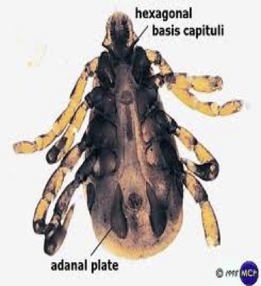 <p>what tick is this</p>