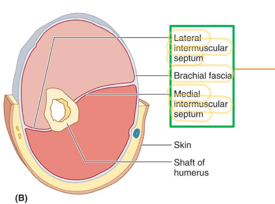 <ol><li><p>Lateral intermuscular septum</p></li><li><p>Brachial fascia</p></li><li><p>Medial intermuscular septum</p></li></ol>