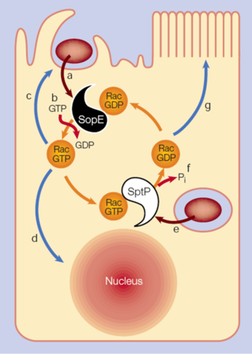 <p>SopE protin into cytoplasm, binds to Rac</p><p>SopE acts as guanin-nucleotide exvhange factor to favour GTP form of Rac</p><p>Rac stimulates membrane ruffling</p><p>bacterial uptake</p><p>SptP protin binds to GTP Rac, restoring GTPase activity</p><p>Cell shape is restored</p>