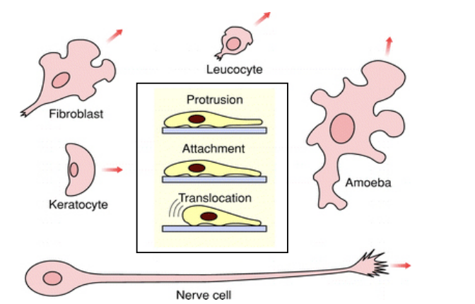<ul><li><p>needed for</p><ul><li><p>development→ growth cones</p></li><li><p>repair→ fibroblasts to repair wounds, osteoclasts to reach sites for bone remodelling</p></li><li><p>defence processes→ WBC</p></li><li><p>spread of tumour cells→ metastasis</p></li></ul></li><li><p><strong>almost all cell locomotion occurs by actin-driven crawling</strong></p><ul><li><p>except sperm cells</p></li></ul></li></ul><p></p>